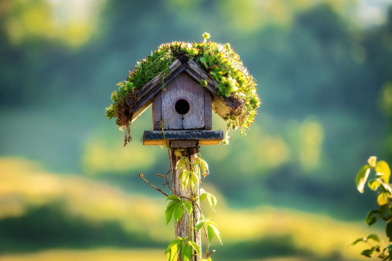 Farmstay Kotic Szluin Kültér fotó
